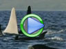 Rare White Killer Whale Video